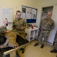 Vets taught the dog handlers how to care for their canine partners