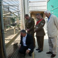 Armed Forces Covenant signing party meet Nigel the Puma